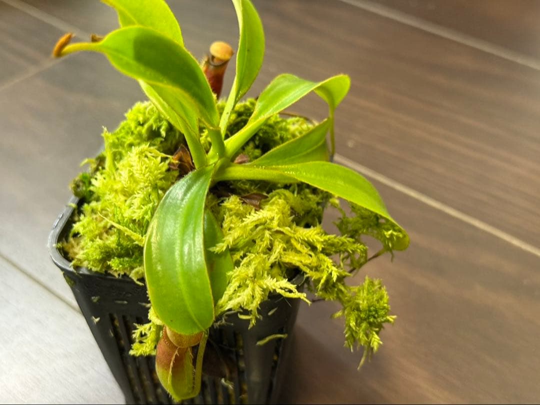 食虫植物N. xtrusmadensis AW clone:1