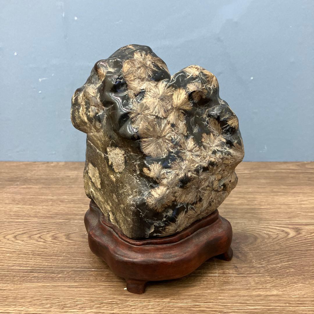 4F 希少 天然 菊花石 観賞石 盆石 水石 木製台座付き 置物 インテリア