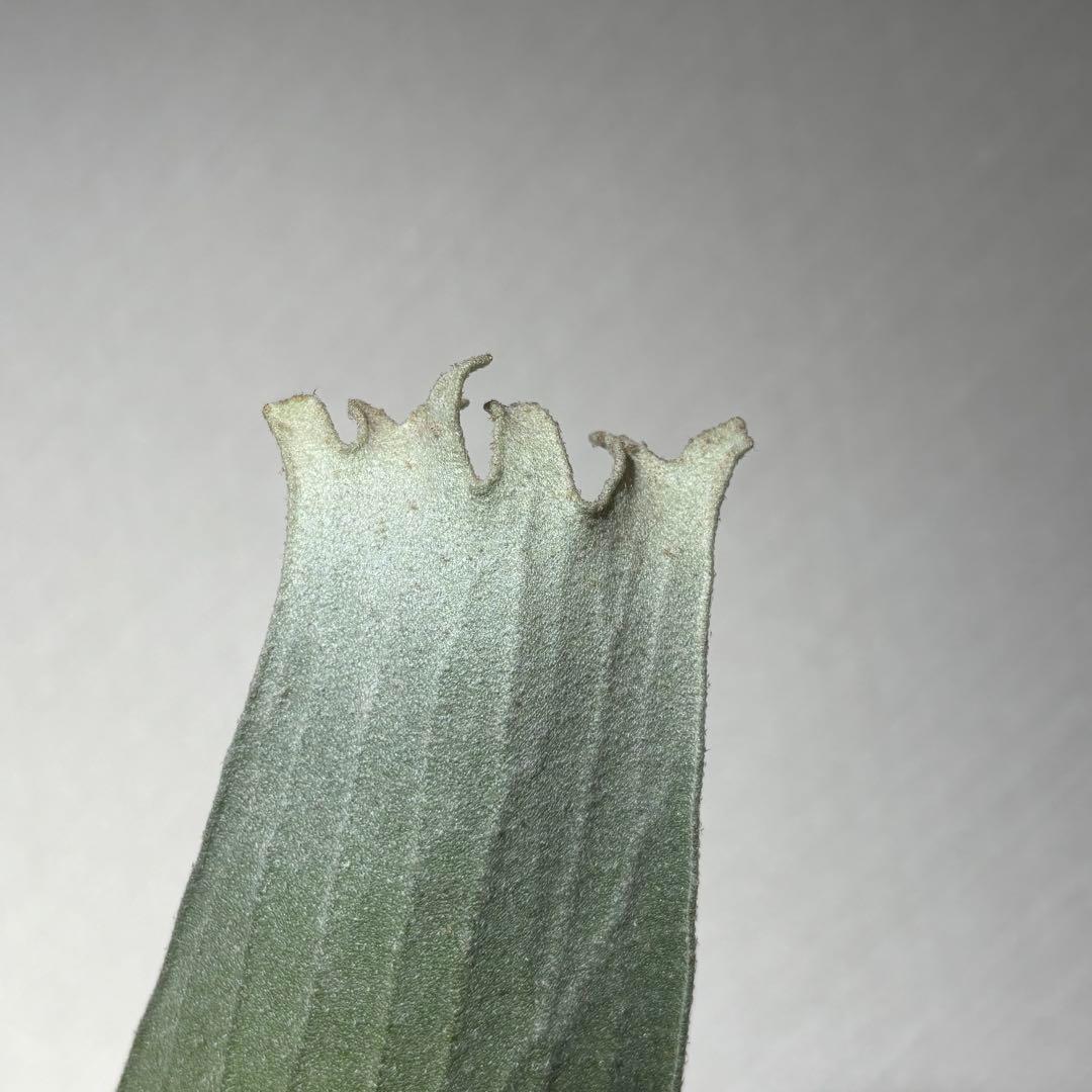 【calme＿様確認用】ネザーランド兄弟株