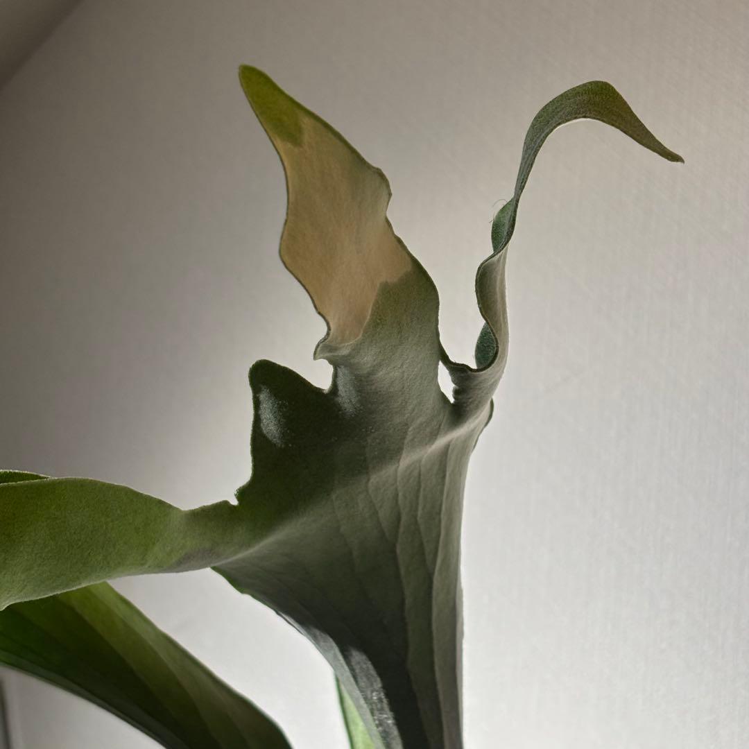 【calme＿様確認用】ネザーランド兄弟株