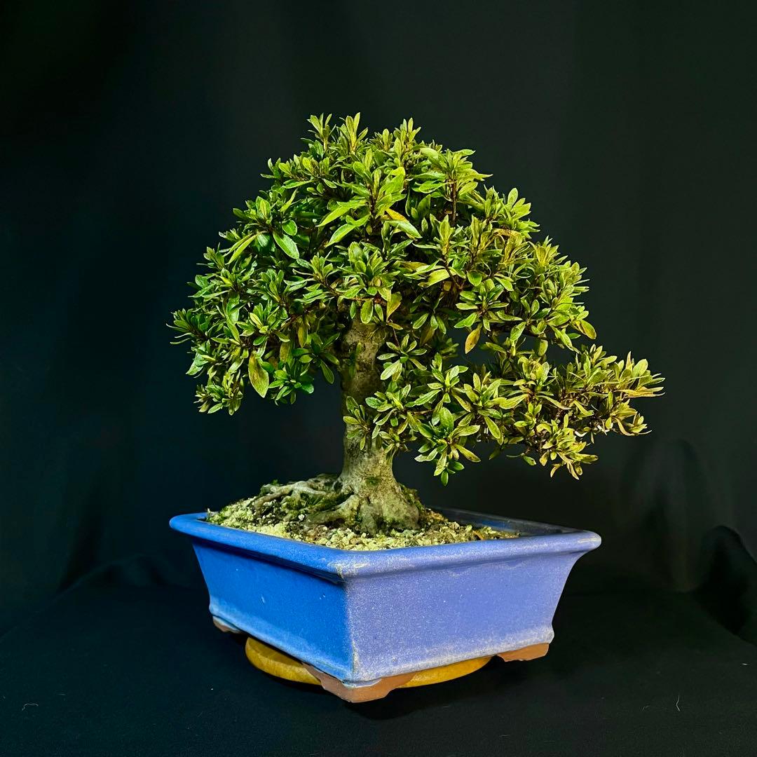 Ysh_sugawara69様専 皐月 日光 樹高22cm