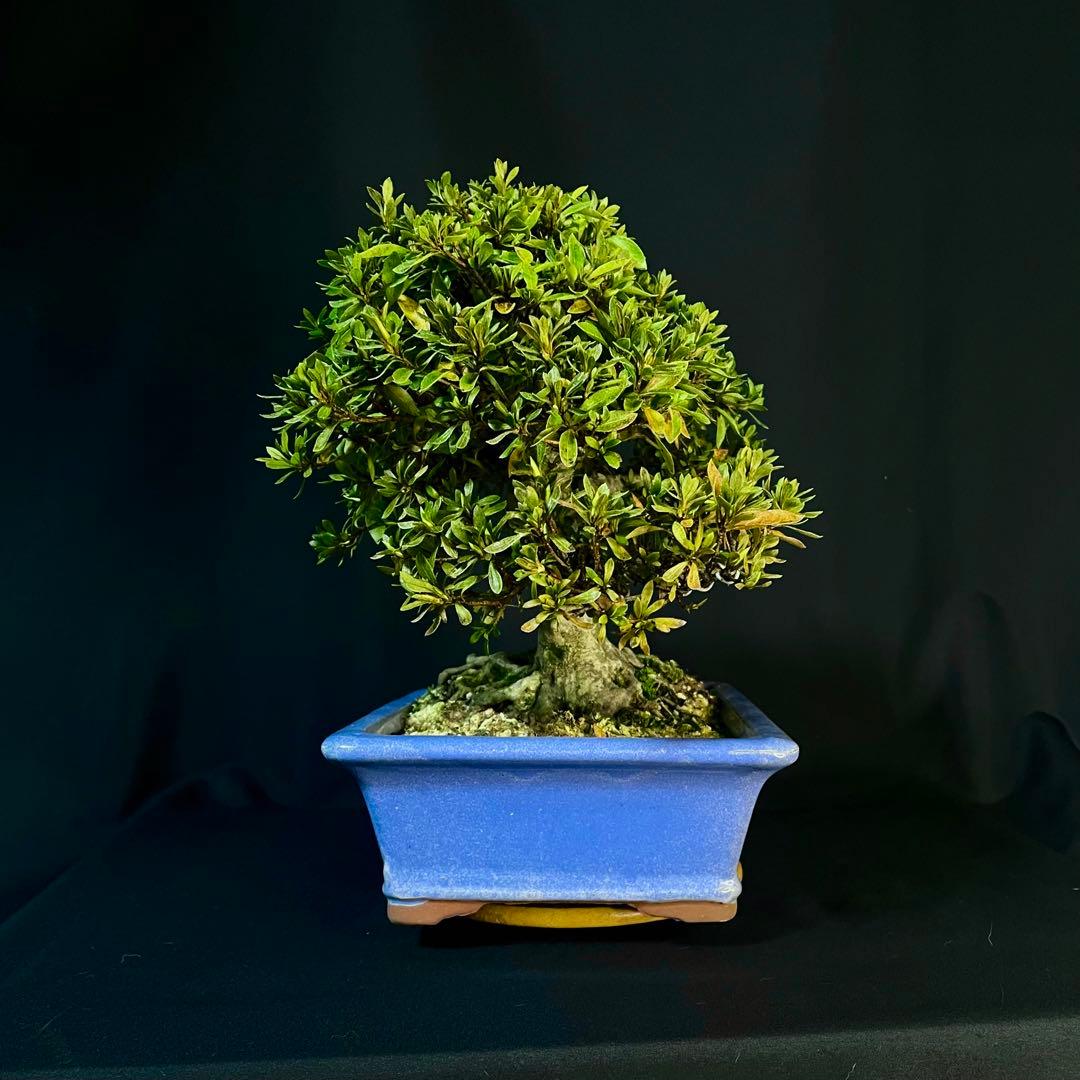 Ysh_sugawara69様専 皐月 日光 樹高22cm