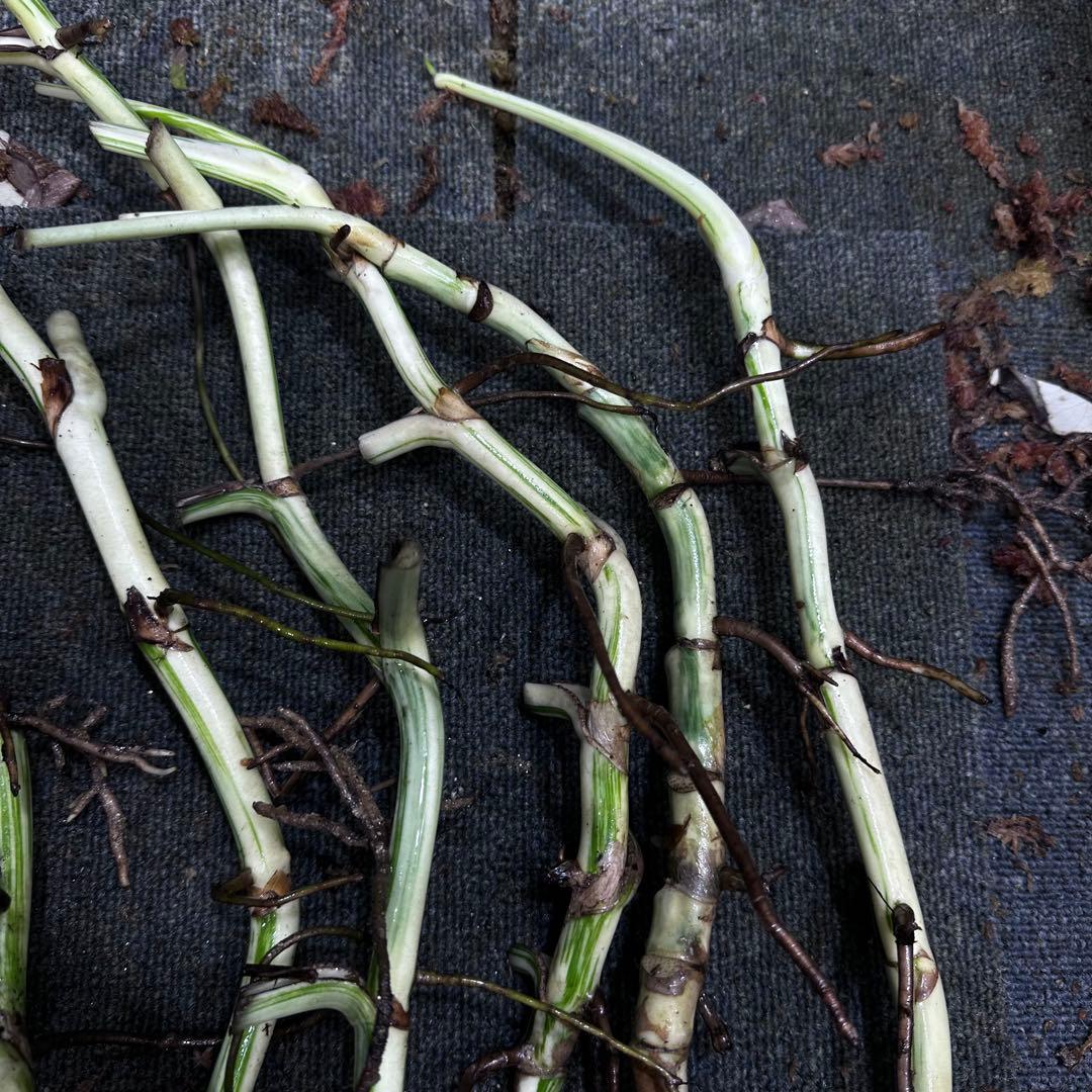 a*a様 斑入りモンステラホワイトタイガー大茎8株おまとめ