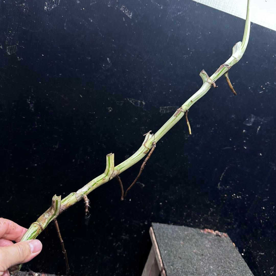 a*a様 斑入りモンステラホワイトタイガー大茎8株おまとめ