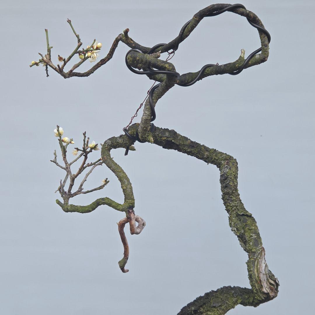 青軸野梅(一重緑萼.白花)　[文人風木]　大品盆栽　梅