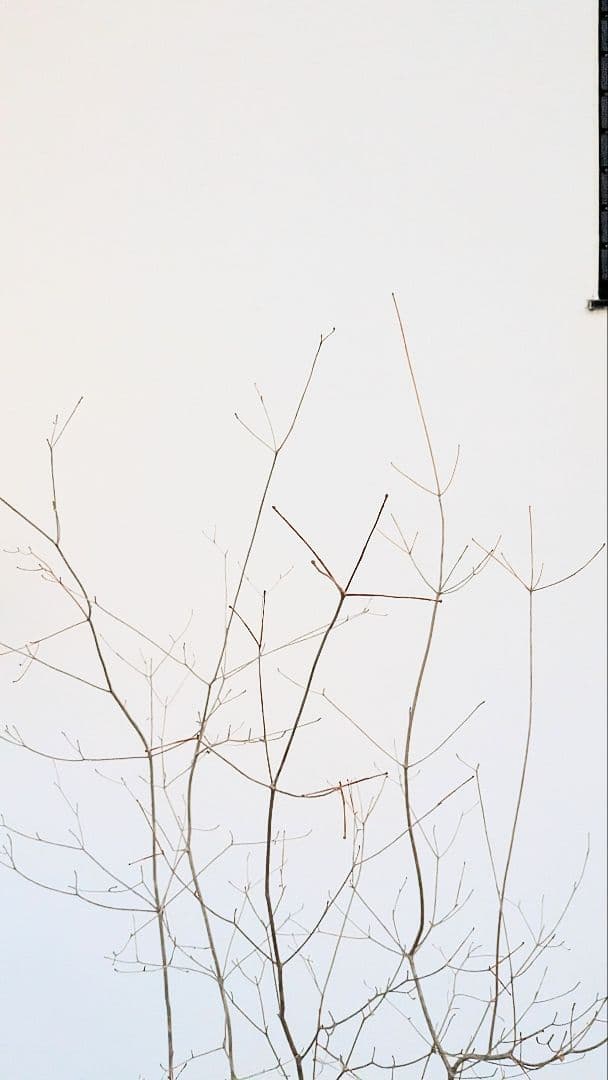 山採りドウダンツツジ。