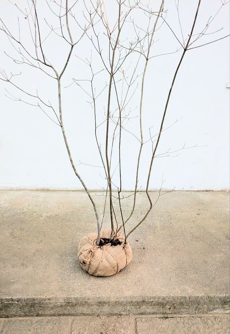 山採りドウダンツツジ。