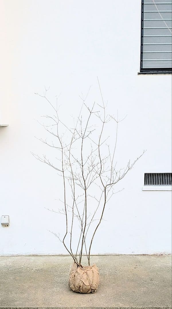 山採りドウダンツツジ。