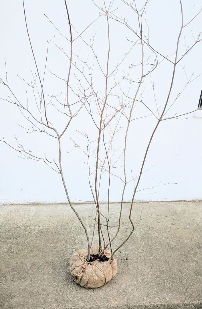 山採りドウダンツツジ。