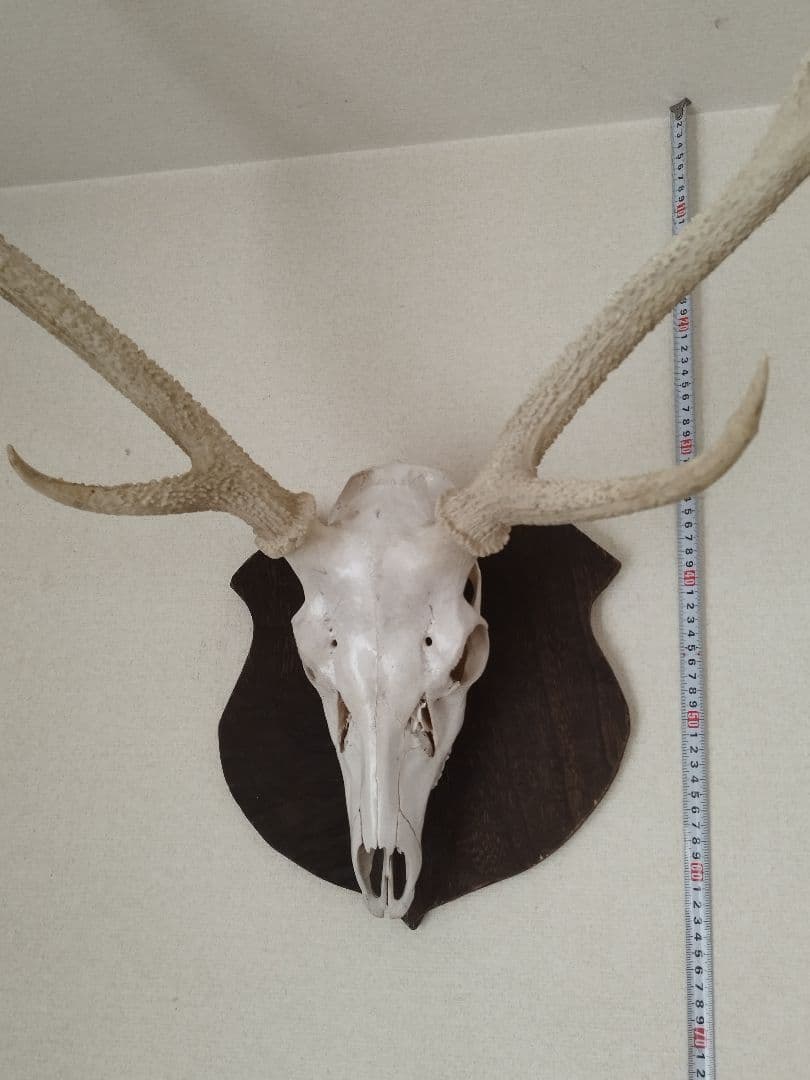 鹿の頭骨 インテリア　壁掛け飾り