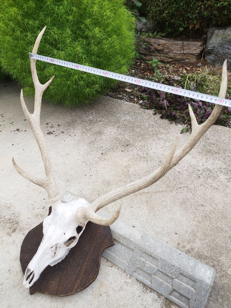 鹿の頭骨 インテリア　壁掛け飾り
