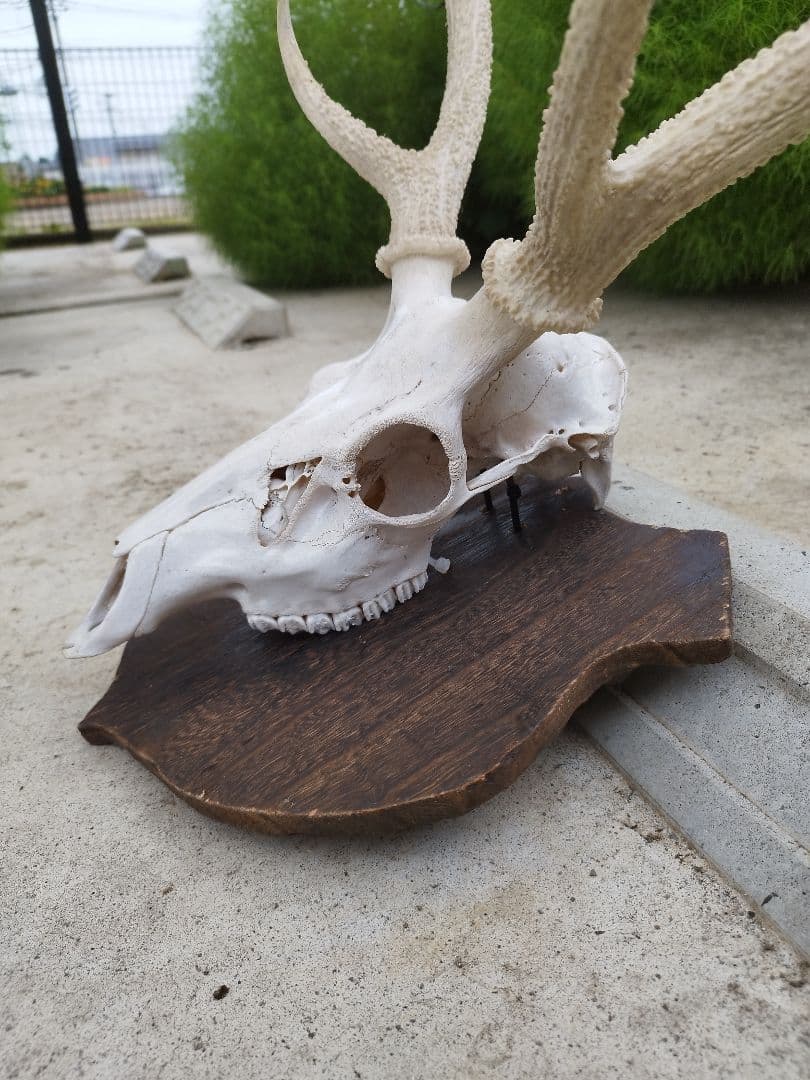 鹿の頭骨 インテリア　壁掛け飾り