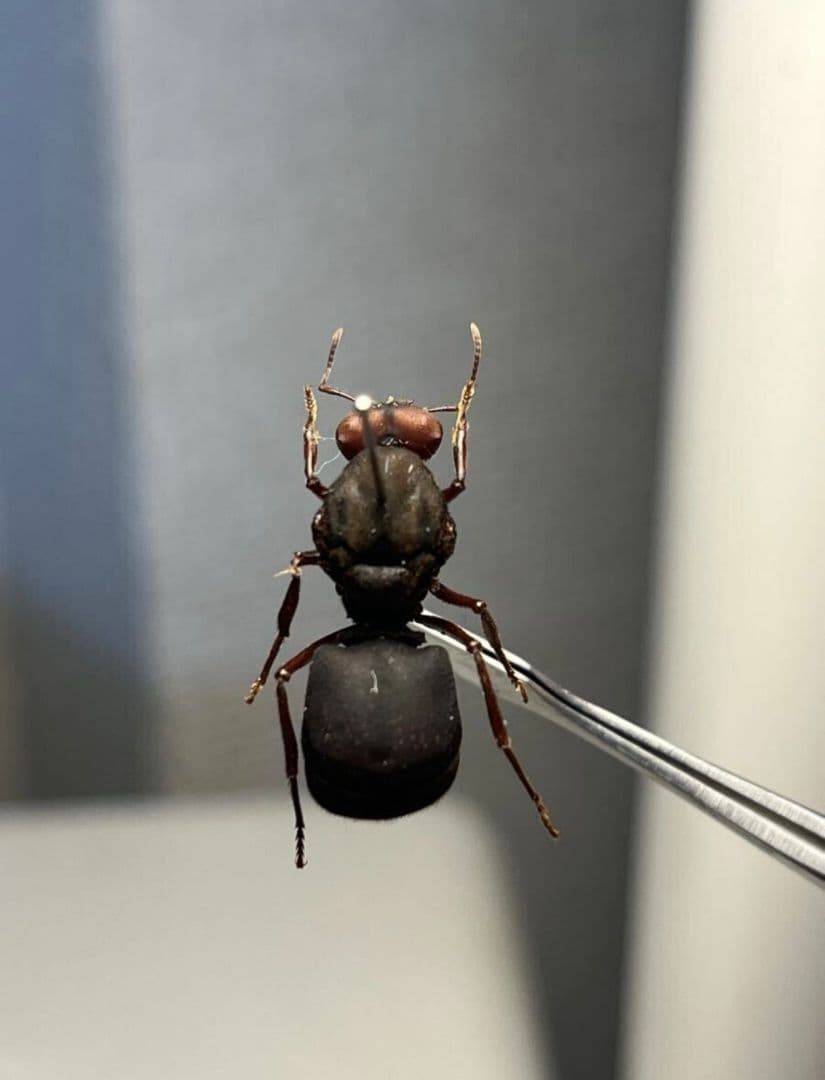 【20mm】ハキリアリの女王標本　Atta cephalotes？ パラポネラ