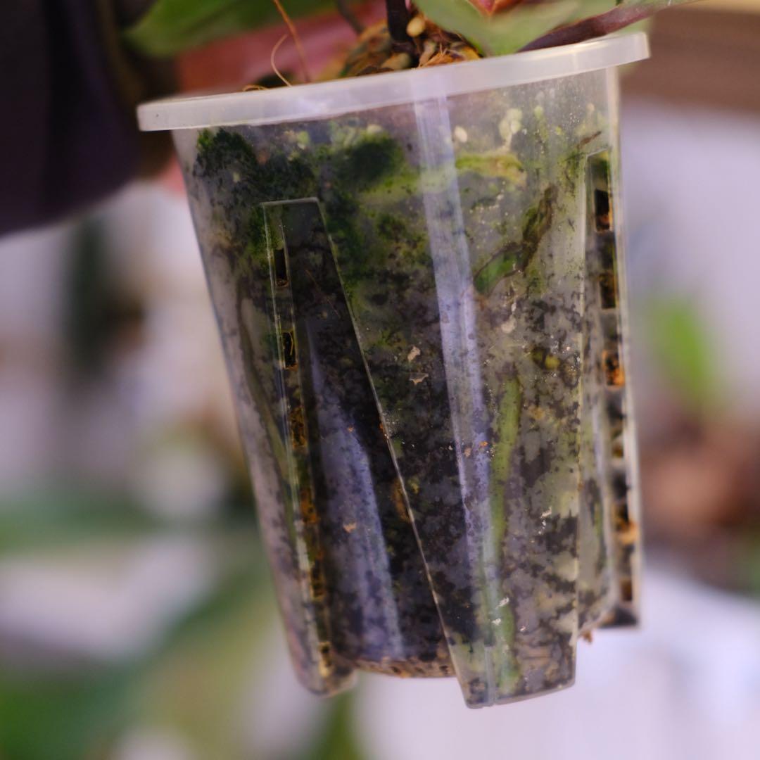 Anthurium Hookeri Sweeta Pink Polkadot ⑤