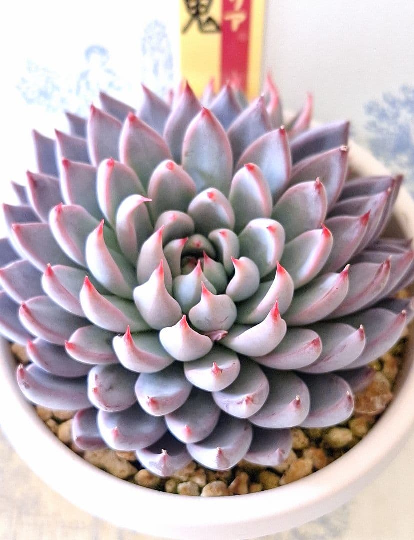 3号鉢 青鬼　札付きポットごとメルカリ便おらいさん苗ミックスベリア