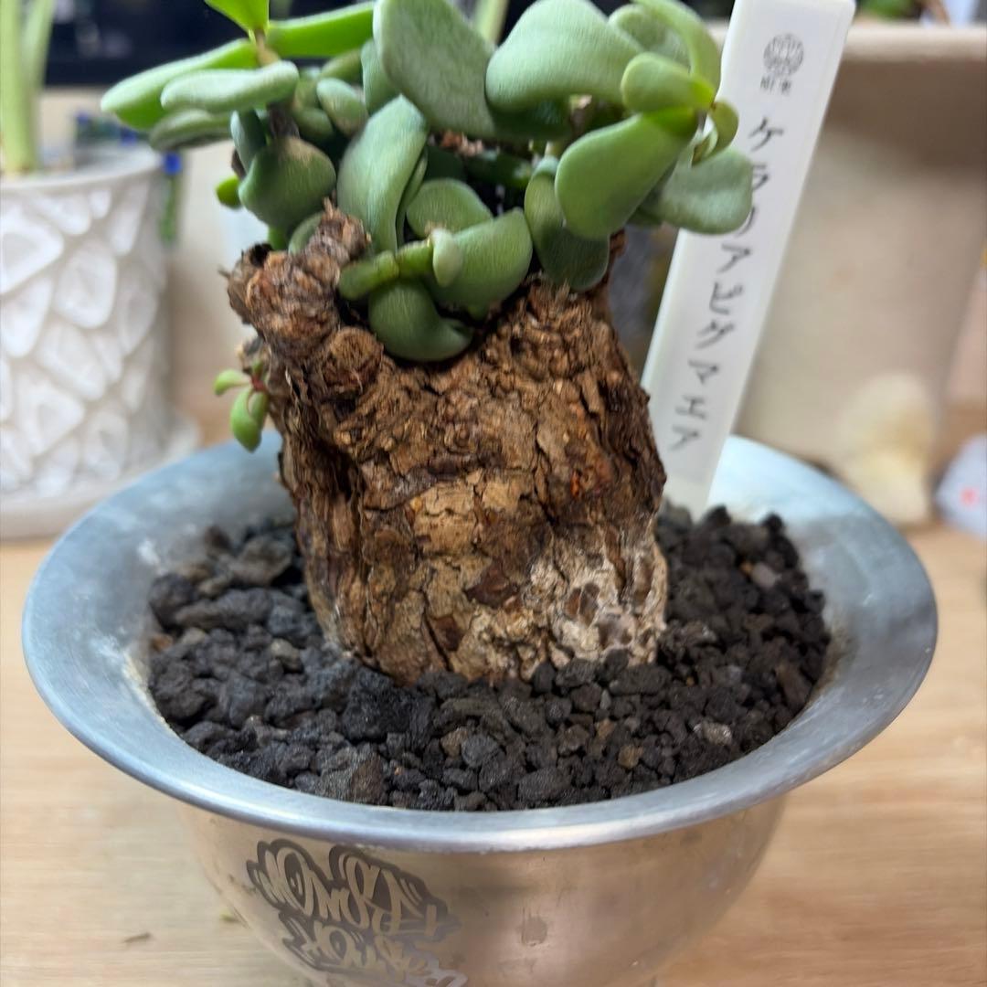 ケラリア・ピグマエア　現地球　発根済み