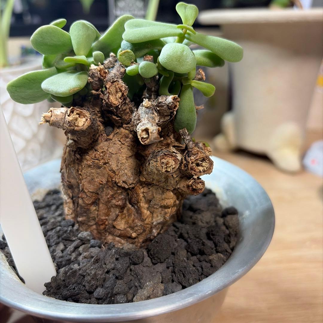 ケラリア・ピグマエア　現地球　発根済み