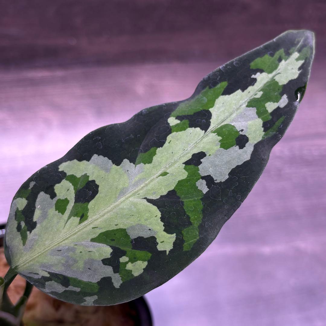 アグラオネマ ピクタム オリジナル実生株(MB-2024/ANBBG-1)