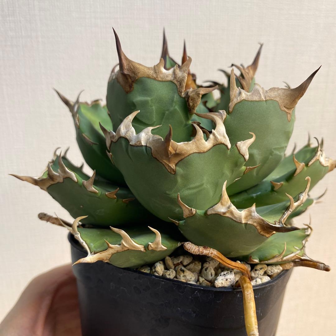 アガベチタノタ　姫厳竜　親株