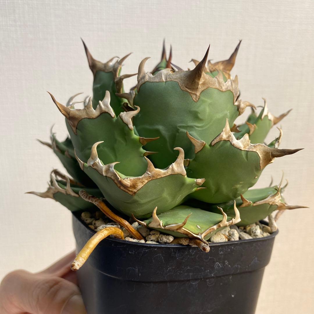 アガベチタノタ　姫厳竜　親株