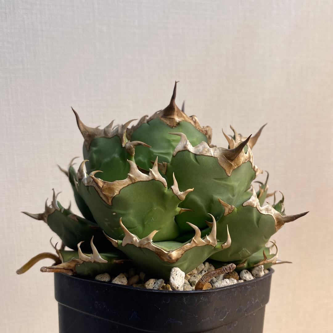 アガベチタノタ　姫厳竜　親株