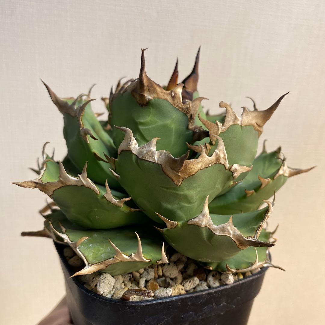 アガベチタノタ　姫厳竜　親株