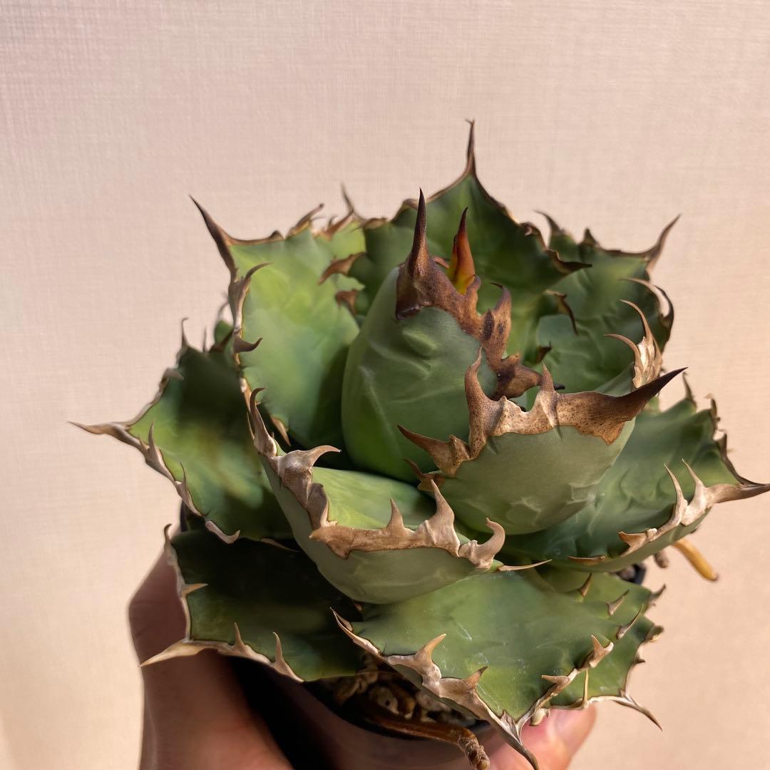 アガベチタノタ　姫厳竜　親株