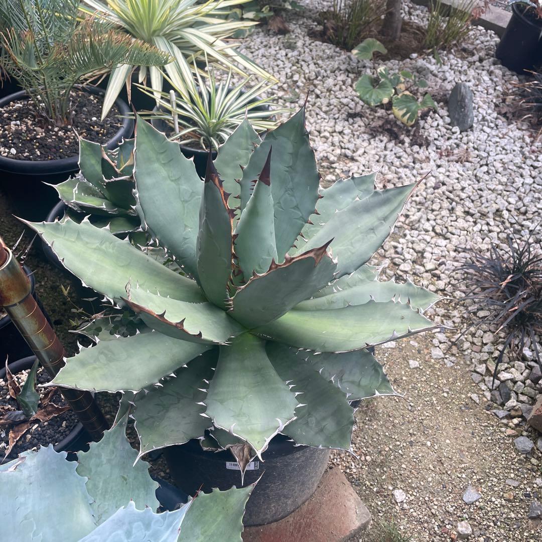 アガベ チタノタ FO-076 オテロイ 斑入り スーパー 悪魔 大株 親株