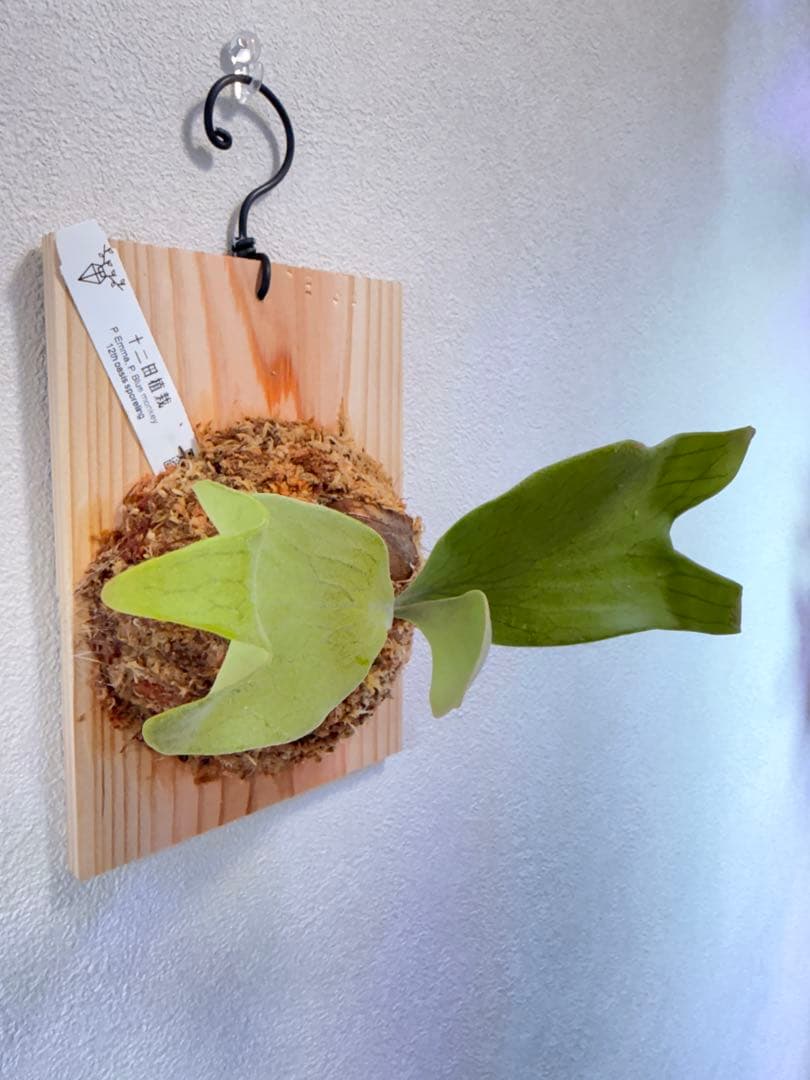 ビカクシダ P.Emma, P.Blue monkey mix spore