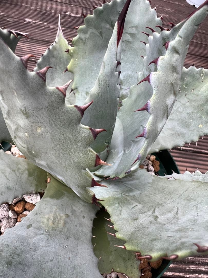 アガベhyb ポタトラム×ゼブラ