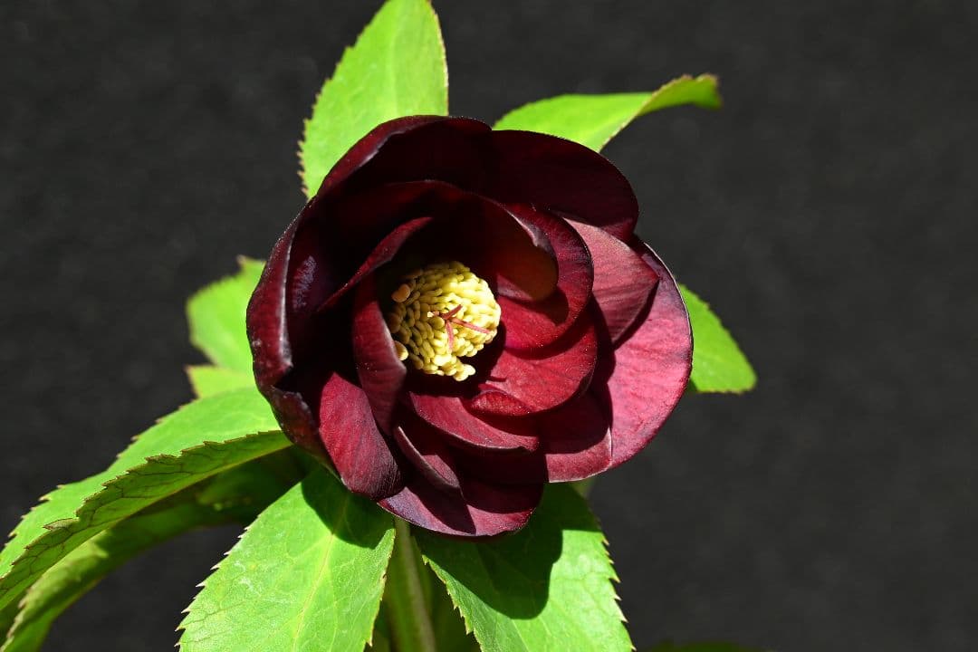 クリスマスローズ　認定グロッシーカラー　ddダークパープル加藤農園