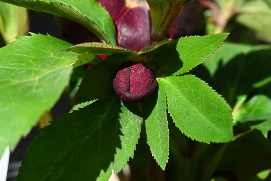 クリスマスローズ　認定グロッシーカラー　ddダークパープル加藤農園