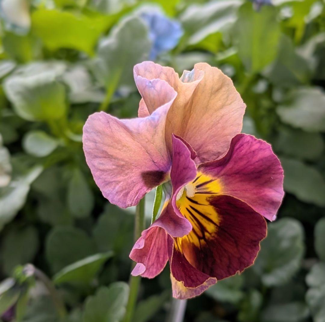 MIYABIのビオコレ①−MIYABI's Viola Collection −