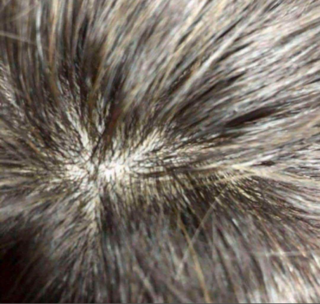 HairDre ヘアドレ　L② 人毛100%ウィッグ　ダークブラウン黒茶