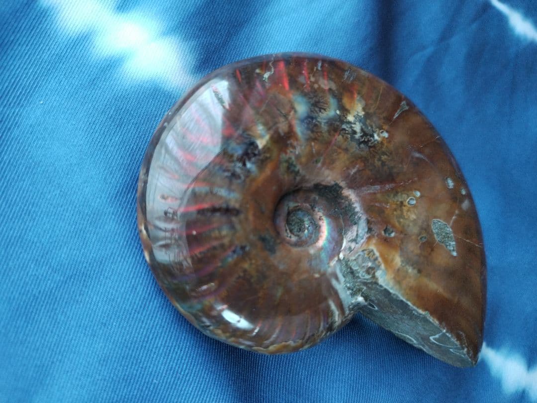 アンモナイト化石　Ammonite