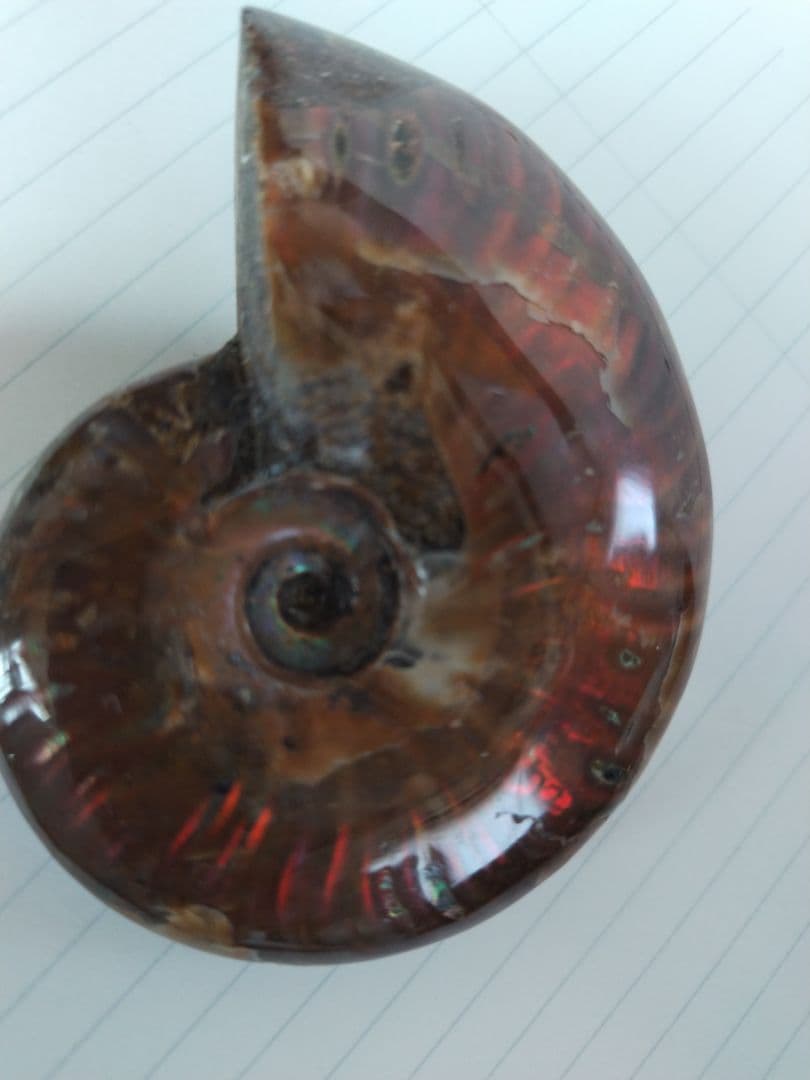 アンモナイト化石　Ammonite