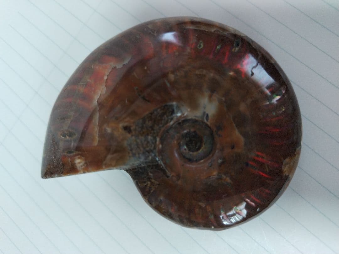 アンモナイト化石　Ammonite