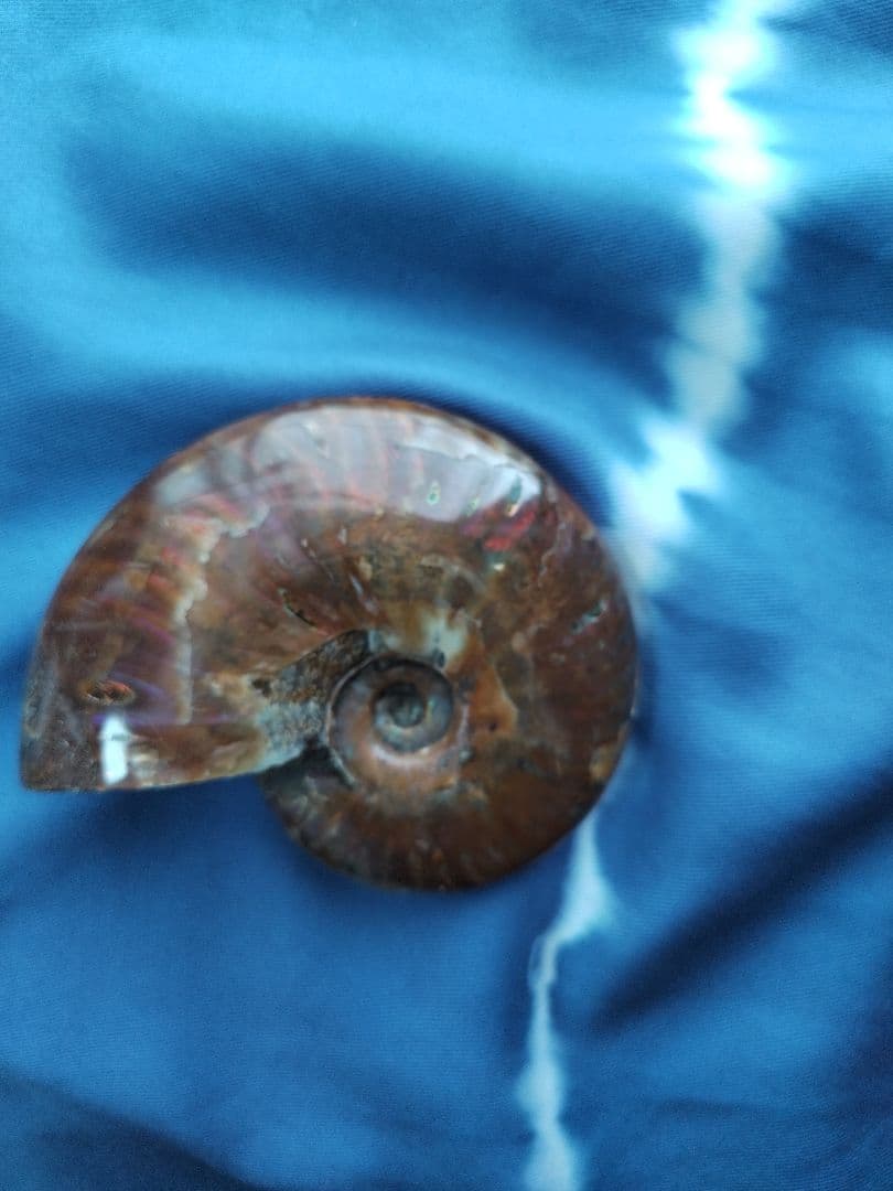 アンモナイト化石　Ammonite