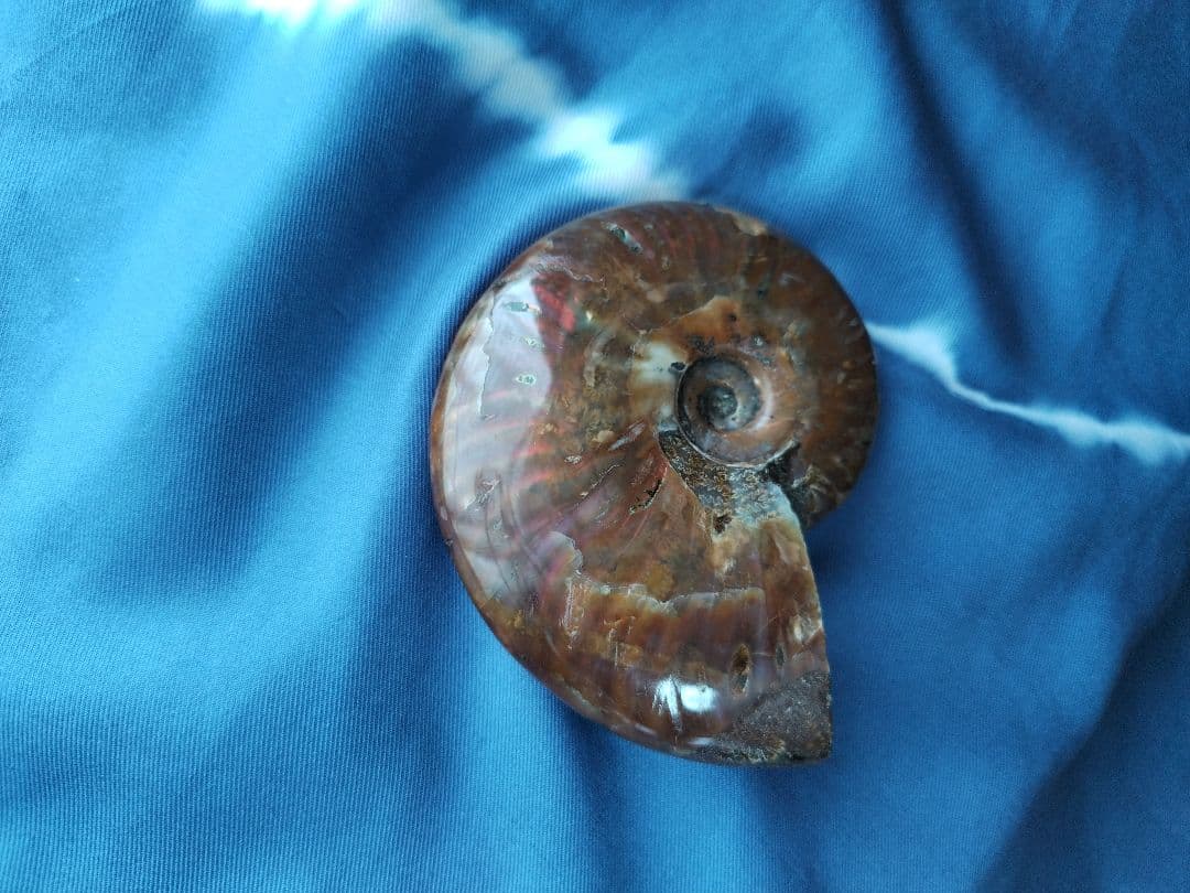 アンモナイト化石　Ammonite