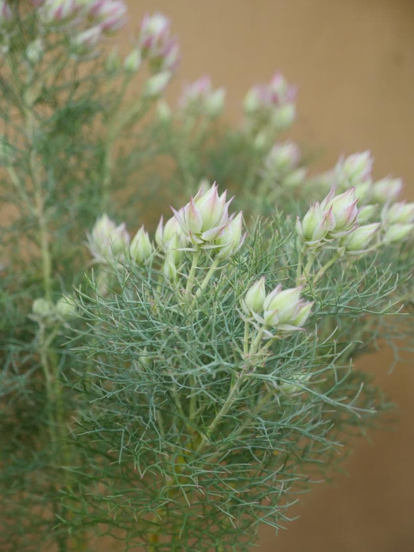 セルリア　ブラッシングブライト　ピンク　7号鉢　約90センチ　2