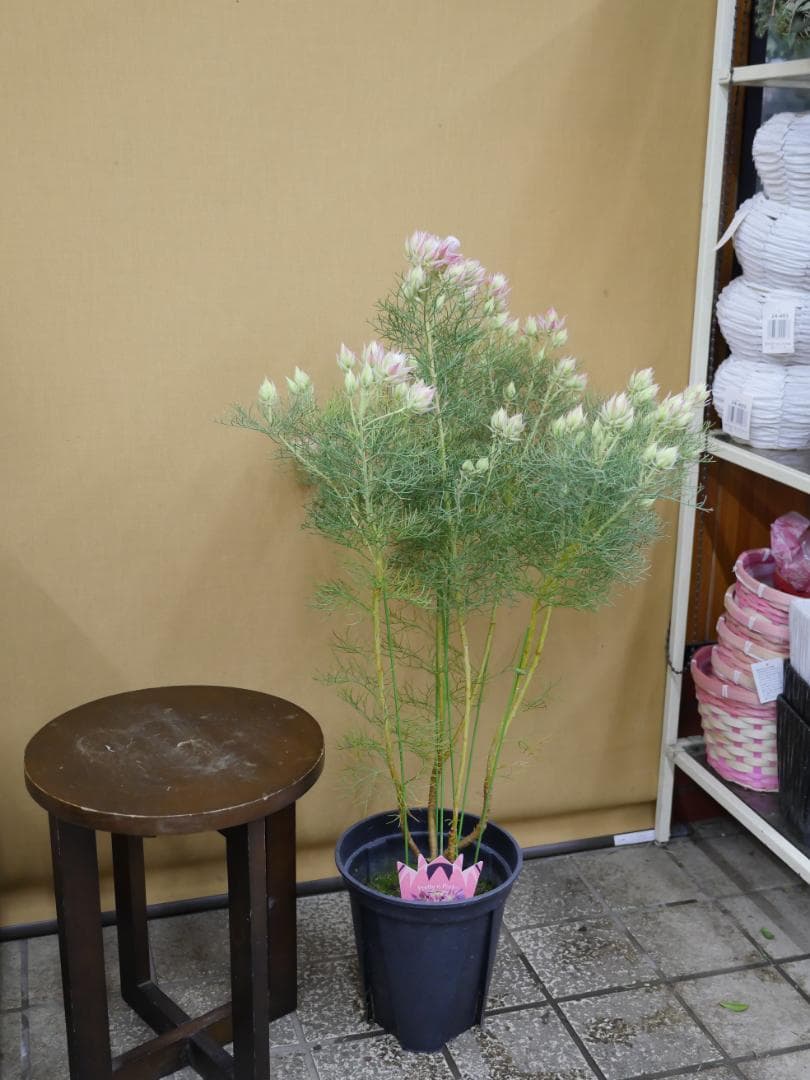 セルリア　ブラッシングブライト　ピンク　7号鉢　約90センチ　2