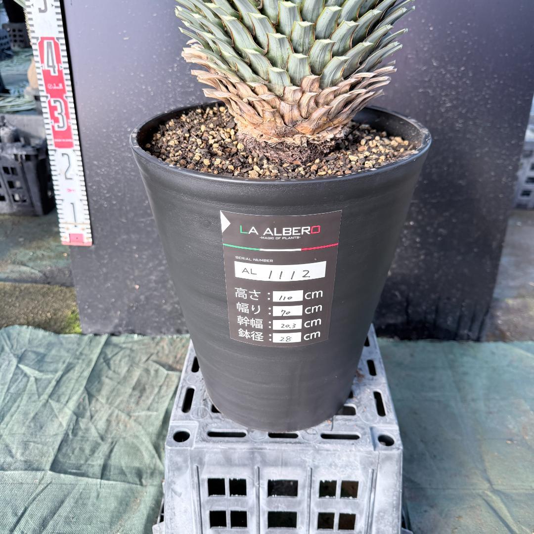 【AL1112】ユッカ　ロストラータ　超美形