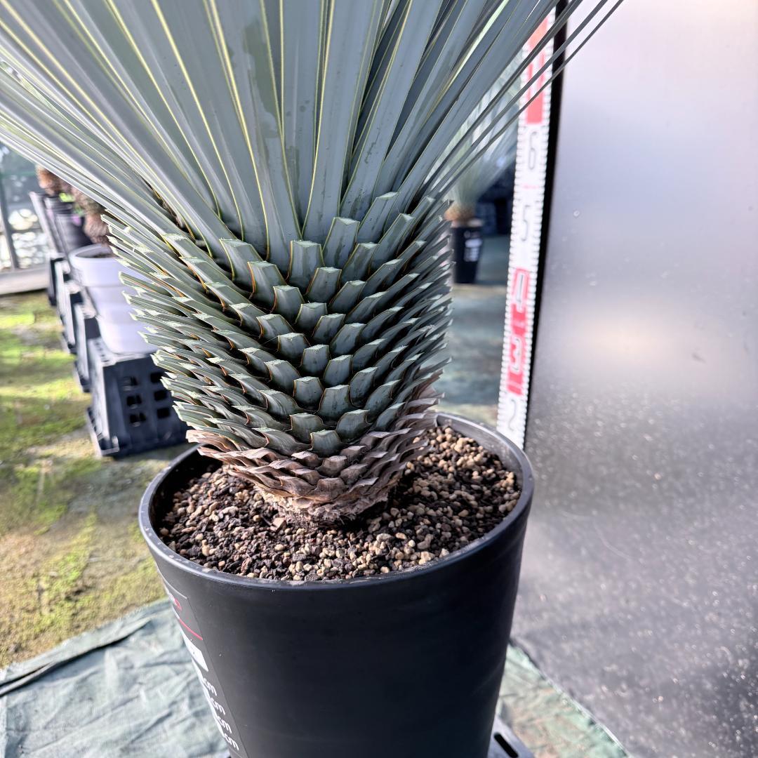 【AL1112】ユッカ　ロストラータ　超美形