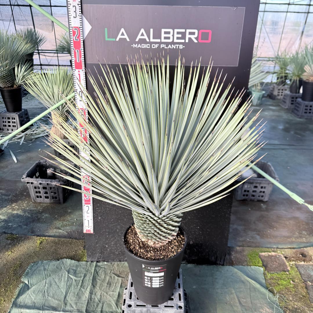 【AL1112】ユッカ　ロストラータ　超美形