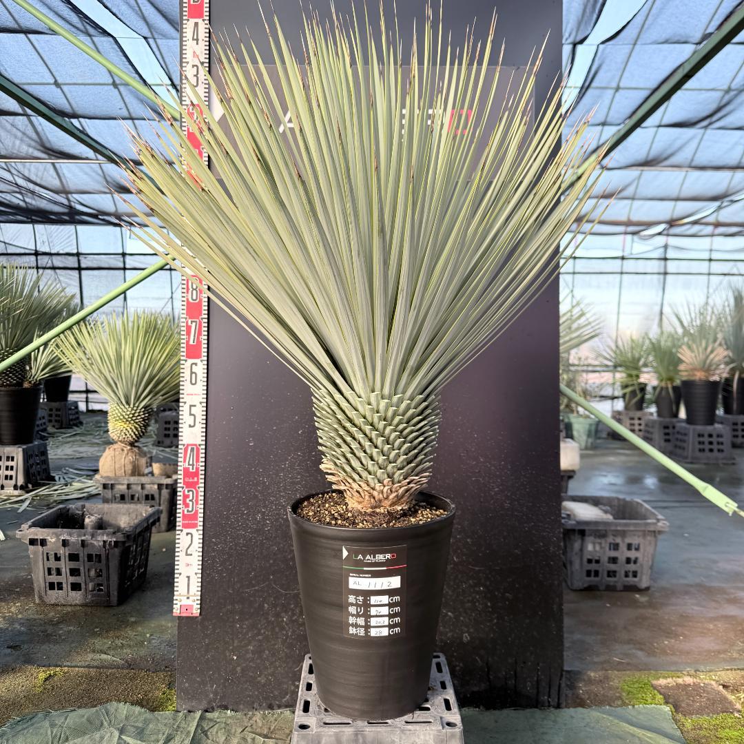 【AL1112】ユッカ　ロストラータ　超美形
