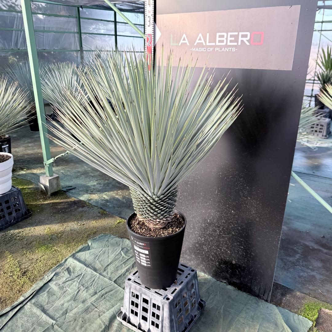 【AL1112】ユッカ　ロストラータ　超美形