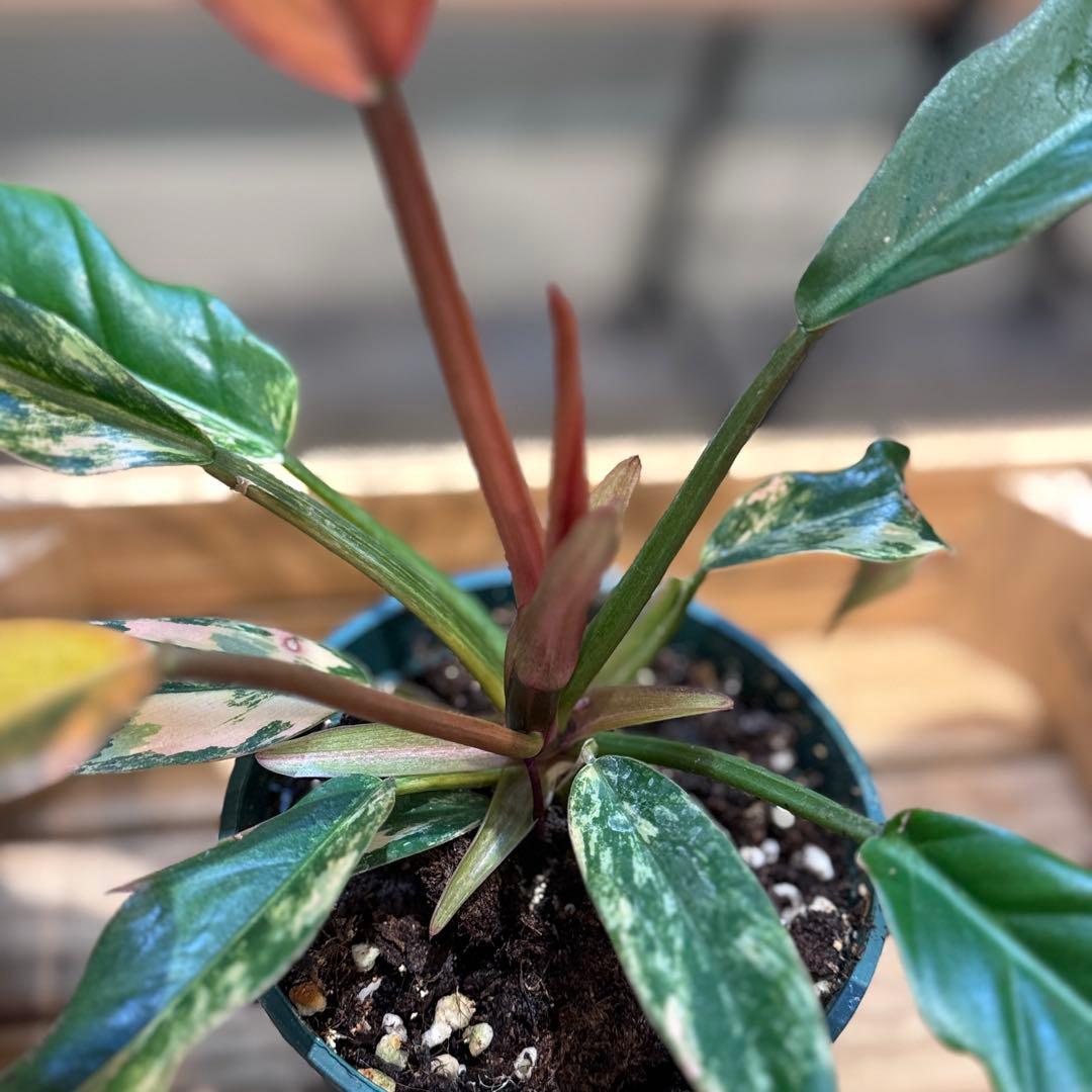 く*ま様 5 フィロデンドロン　キャラメルマーブル　斑入り観葉植物