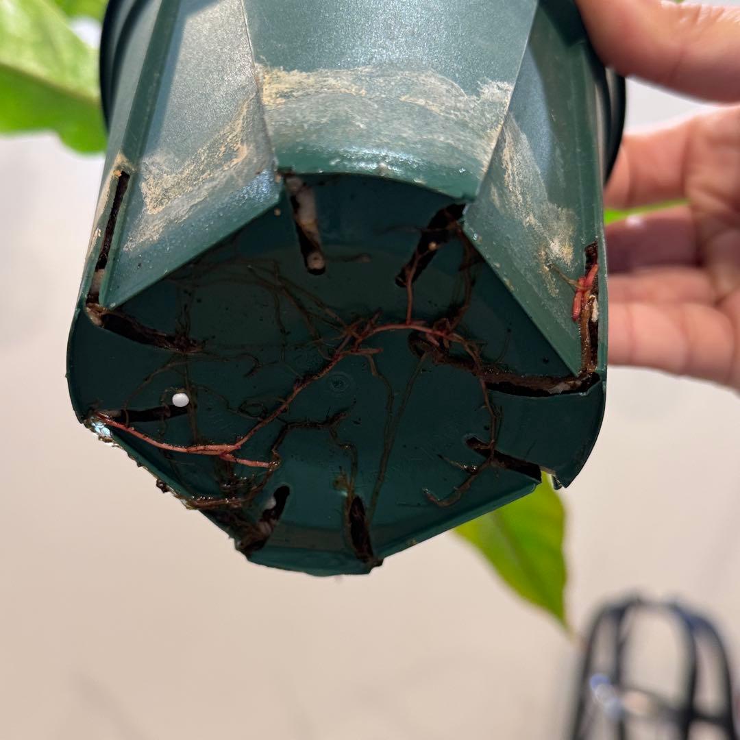 く*ま様 5 フィロデンドロン　キャラメルマーブル　斑入り観葉植物