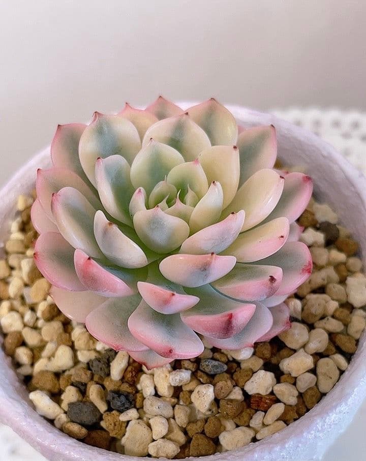 マジョリカ♥　ブルーミニマ錦