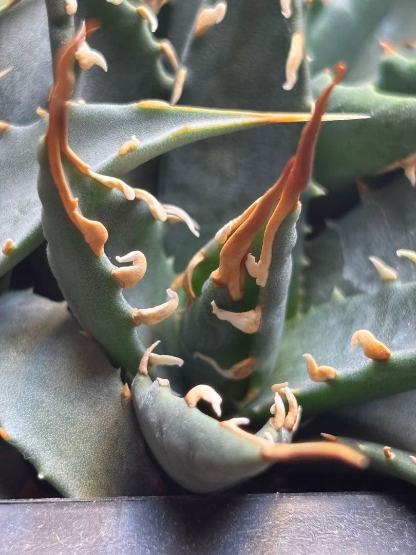 花屋山【実生２年目】アガベ エボリスピナ｜実生株（40株セット）